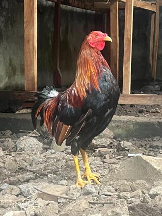Menggairahkan Peternakan Rakyat Desa Bondalem: Potensi Lokal, Tantangan, dan Peluang Masa Depan